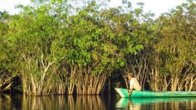 Critical global awareness to protect the world's mangroves: UN chief scientist |