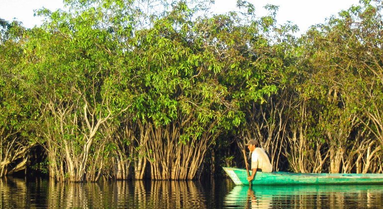 Critical global awareness to protect the world's mangroves: UN chief scientist |