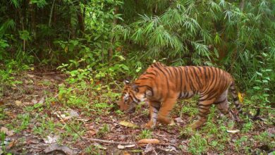 From the scene: Protecting the Last Malayan Tigers |