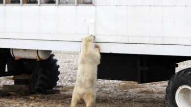 New Paper Polar Bears Attracted to Garbage Dumps Blames Lack of Sea Ice Without Any Evidence – Watts Up With That?