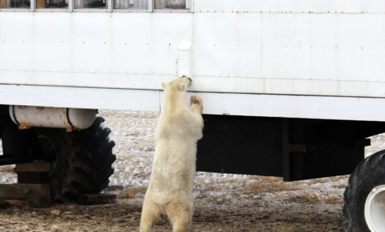 New Paper Polar Bears Attracted to Garbage Dumps Blames Lack of Sea Ice Without Any Evidence – Watts Up With That?