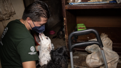 23 Abandoned Dog Escapes Cramped House, Full of Manure
