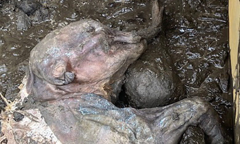 Miners discover a frozen mammoth in Canada