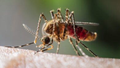 Children Die When 'Eco-Lies' Disrupt the War Against Mosquitoes – Watts Up With That?