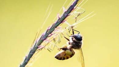 Researchers develop computer model to predict whether pesticides will harm bees