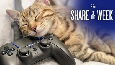 Share of the week: Gamer Cats - PlayStation.Blog