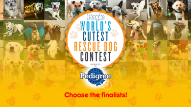 Your dog wants to win the 2022 PEOPLE's "World's Cutest Rescue Dog" contest