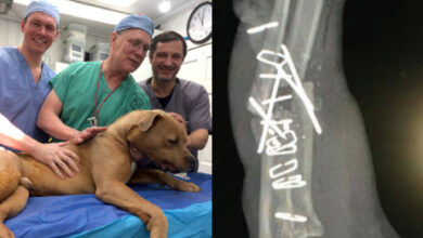 Orthopedic surgeon forced to stop free surgery on pets after outraged veterinary community