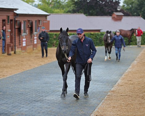 Over 600 lots offered at Tattersalls Ireland in September
