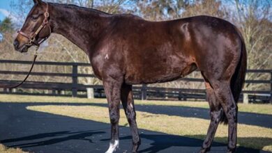 Pearce adds to Broodmare collection with Sierra Sue