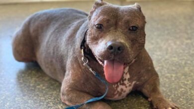 Sweet Pittie searches for a permanent home after being abandoned by three families
