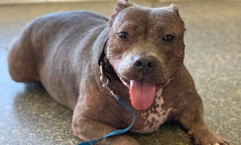 Sweet Pittie searches for a permanent home after being abandoned by three families
