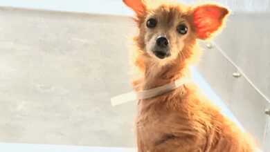 Sweet high-end Chihuahua sent cozy sweater after losing all its fur