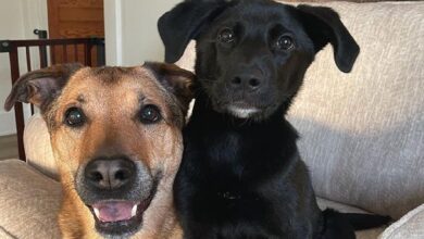 Senior dog and his new puppy's warm hearts all over the world