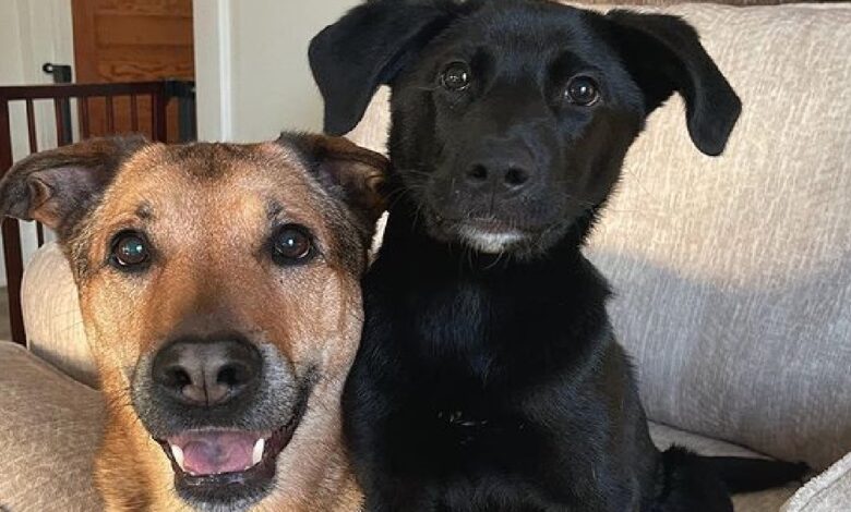 Senior dog and his new puppy's warm hearts all over the world