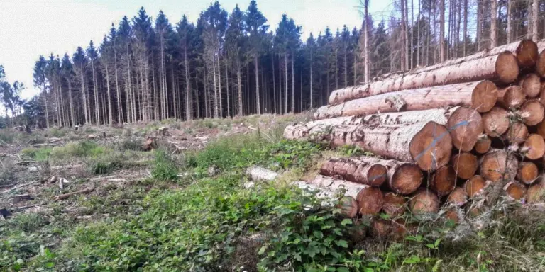 Wind turbine construction stalls, firewood is increasingly scarce!  - Is it good?