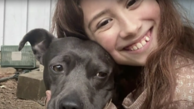 Pit Bull hero died to save children from mountain lion attack