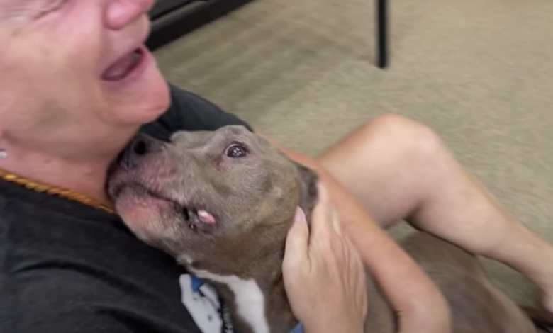 Pit Bull missing for 8 years shows malnourished but full of love