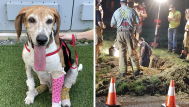 Runaway's pet dog survived in a narrow pipe for over a week