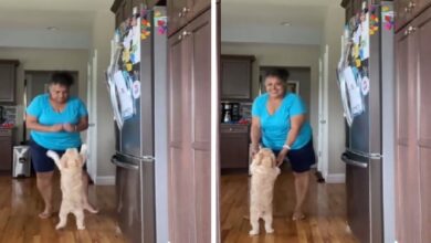 Grandma Teaches Dogs To Dance And It's Totally Adorable