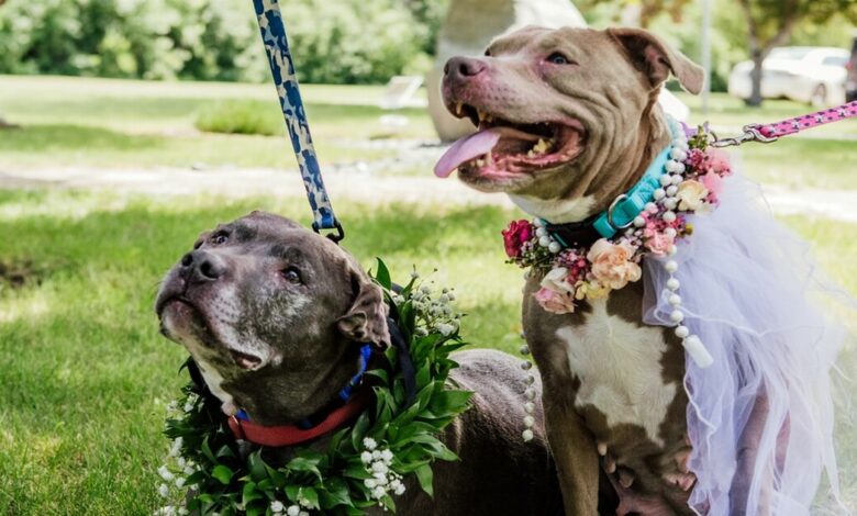 Premium Pit Bulls bonded to "Married" in the hope of being adopted together