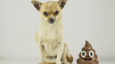 Why dogs eat poop and how to prevent dogs from eating poop - Dogster