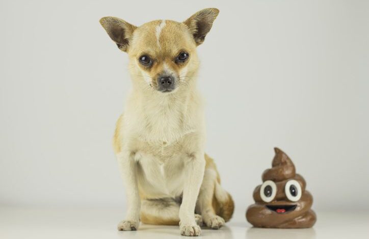 Why dogs eat poop and how to prevent dogs from eating poop - Dogster