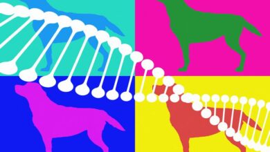 How exactly is a canine DNA test?  - Dogster