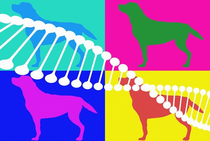 How exactly is a canine DNA test?  - Dogster