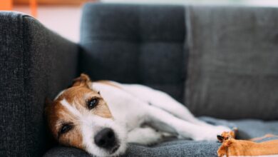 Top signs of pancreatitis in dogs and what to do next - Dogster