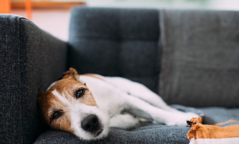 Top signs of pancreatitis in dogs and what to do next - Dogster