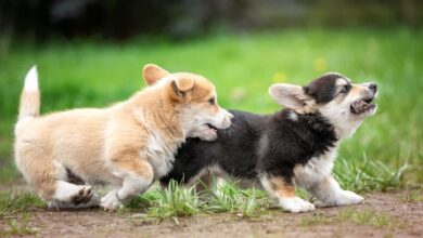 Why puppy playtime is important for your dog's socialization - Dogster