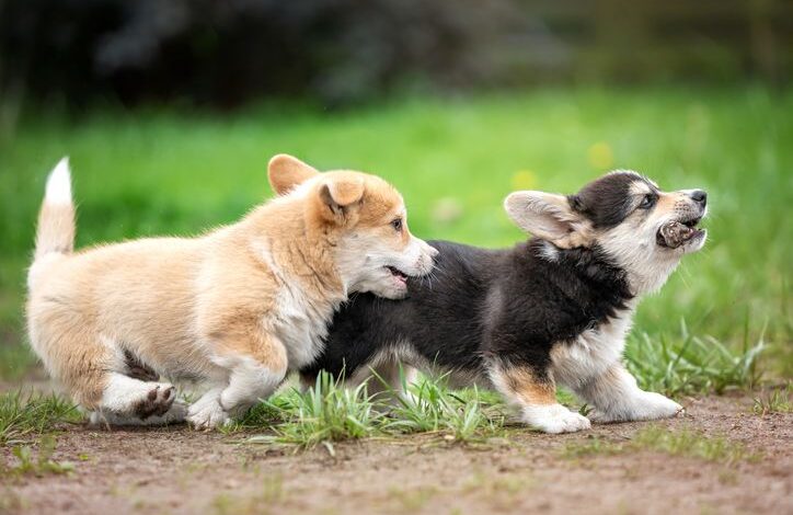 Why puppy playtime is important for your dog's socialization - Dogster