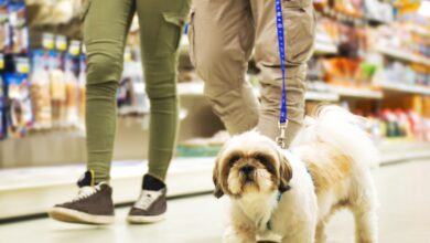 How to find a dog-friendly store - Dogster