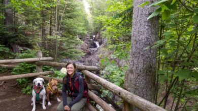 A white dog, a brown dog, and a women post in front of a cascading waterfall in the midst of a pine forest at Cascade River State Park on the North Shore in Minnesota