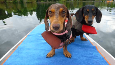 Gretel and Chester the dachshunds in life vests on a paddleboard in Seattle, WA