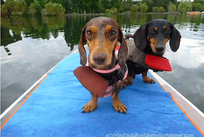 Gretel and Chester the dachshunds in life vests on a paddleboard in Seattle, WA