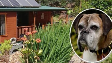 A unique sanctuary that allows dogs to live lavish lives after their owners pass away