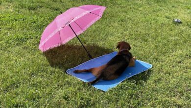 Do dog cooling mats work to keep dogs cool?  Veterinarian replied