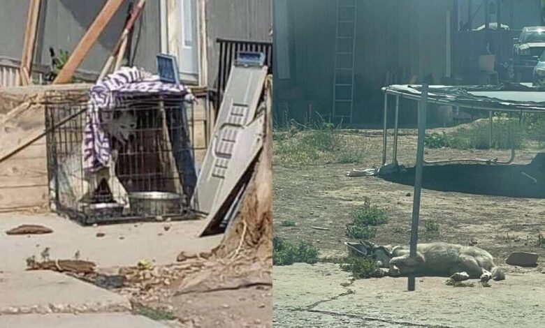 Huskies are chained outside to a metal cage at 115 degrees Celsius