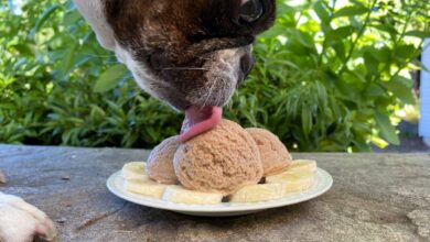 Peanut butter banana ice cream for dogs is the perfect treat for summer