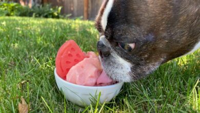 Watermelon ice cream is an easy summer treat for your dog