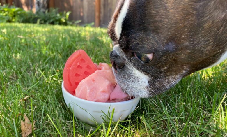 Watermelon ice cream is an easy summer treat for your dog