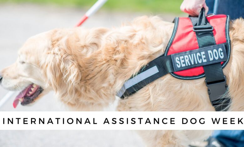 International Service Dog Week