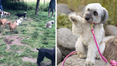 Former street dog attends incredible and embarrassing meetup for "introverted" puppies