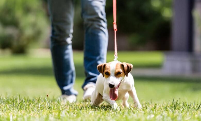 Jack Russel Dog Pulling On Leash in a grassy field