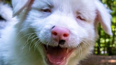 Adoptive mother gets emotional while watching Blind & Deaf Puppy navigate the world