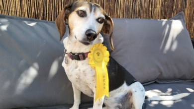 Missing rescue dog returns home proudly presented with dog show award
