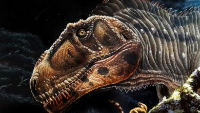 An international team that includes a University of Minnesota Twin Cities researcher has discovered a new big, meat-eating dinosaur, dubbed Meraxes gigas (illustrated above), that provides clues about the evolution and anatomy of predatory dinosaurs such as the Carcharodontosaurus and Tyrannosaurus rex. Image credit: Jorge Gonzalez
