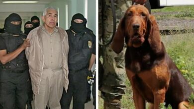 Bloodhound hero shoots killer and FBI most wanted gang leader